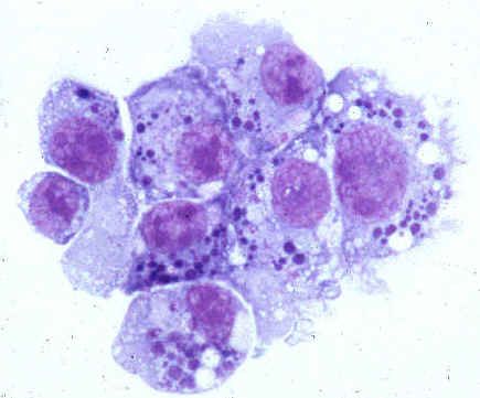 Az emberi anaplazmózis kórokozói (Anaplasmataceae család)